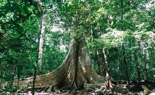 Cát Tiên National Park