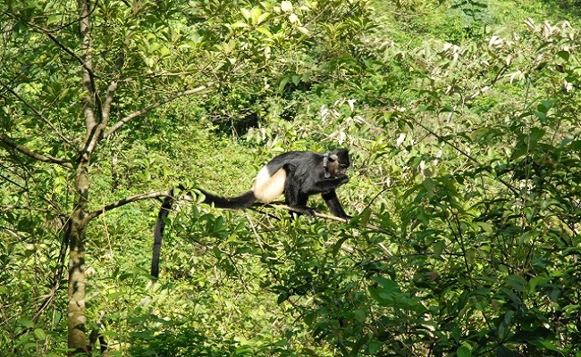 Cúc Phương National Park