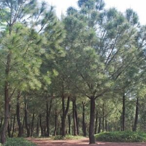 vong-canh-hill