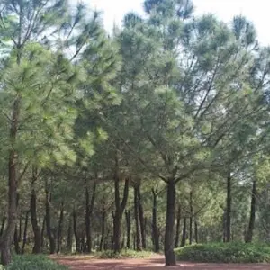 vong-canh-hill