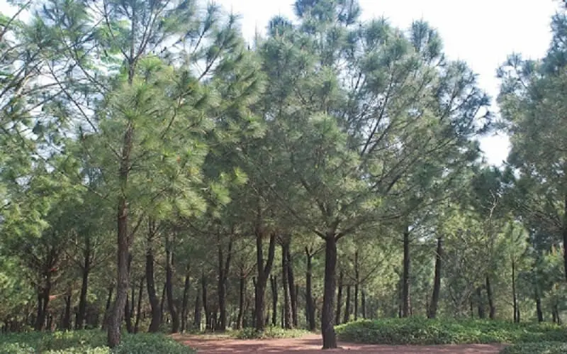 vong-canh-hill