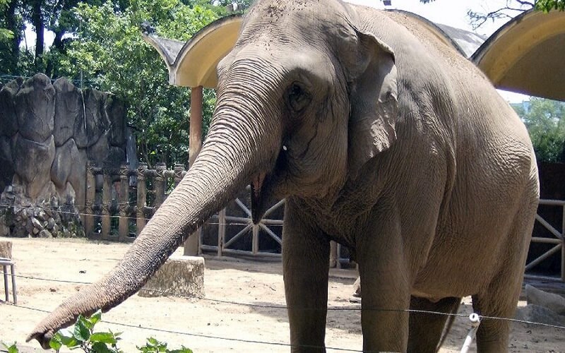 Saigon Zoo and Botanical Garden