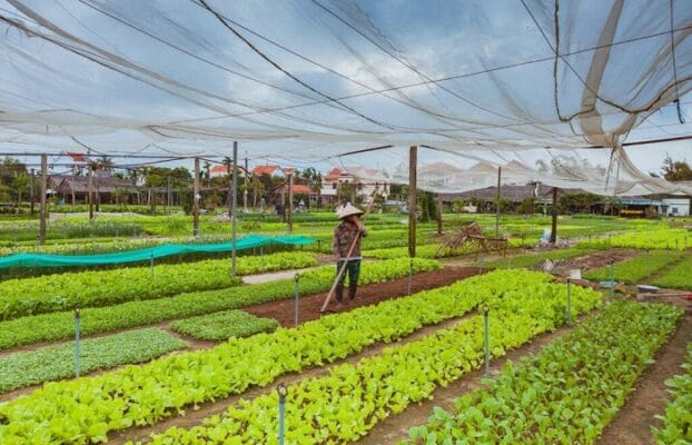 tra que vegetable village