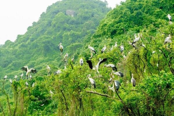 thung-nham-bird-valley