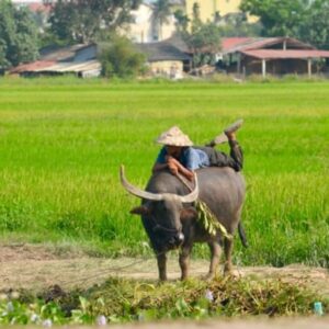 hoi an countryside vespa tour