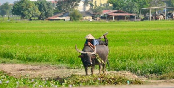 hoi an countryside vespa tour