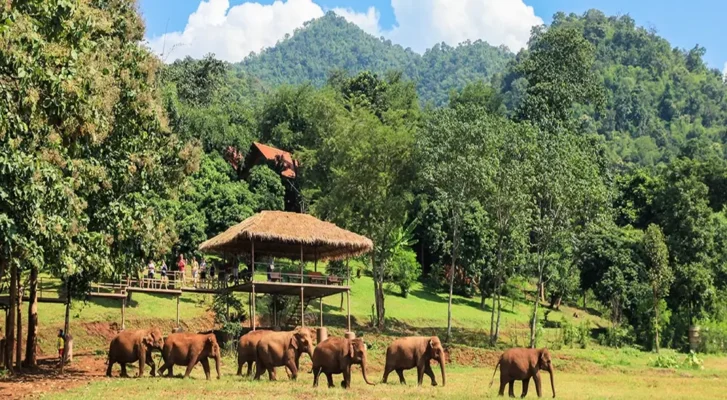 elephant-nature-park-Thailand-Holiday-Package