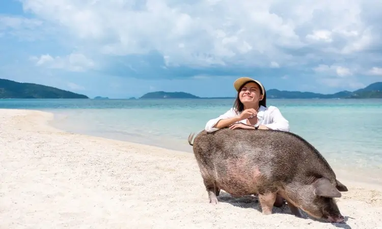 Koh-Madsum-Pig-Island-Koh-Samui-Travel-Guide